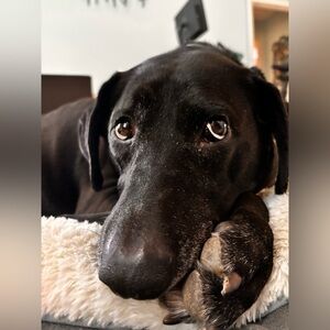 Meet your Posher, Morgan